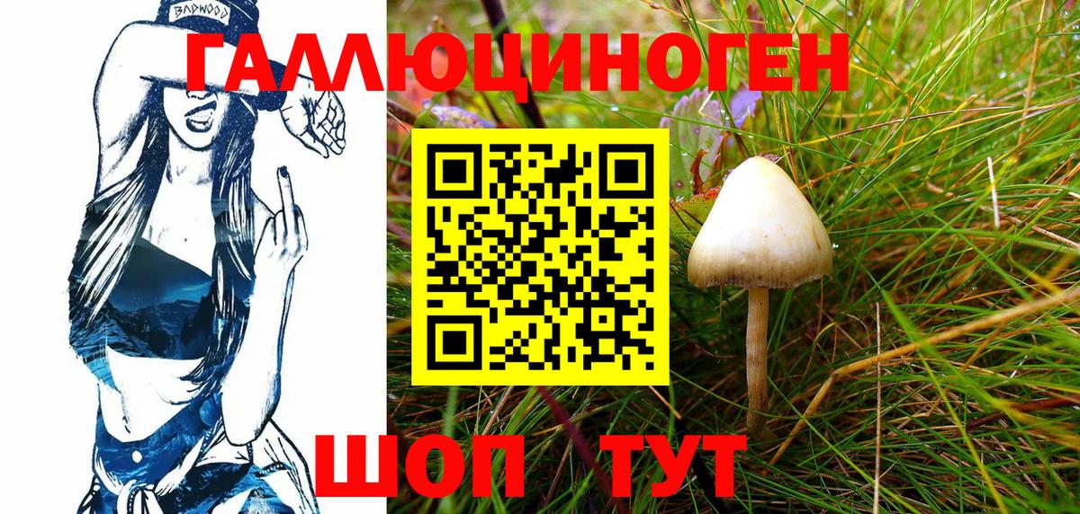 где найти   Псилоцибиновые грибы мухоморы  Волгоград  Псилоцибиновые грибы Psilocybe 